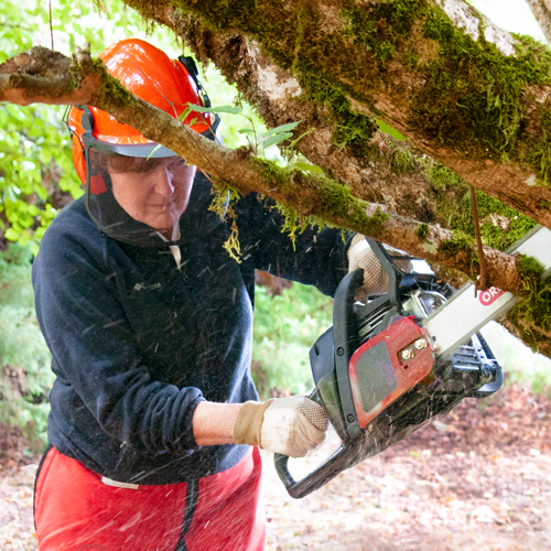 Femme sciant une branche avec un guide-chaîne à rivet unique